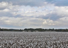 Cottonfields